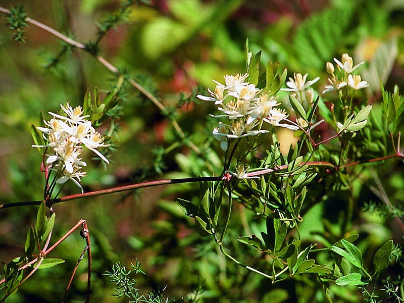  Image name: caprifoglio4.jpg 
 width: 800 pixel 
 height: 600 pixel 
 Size: 114439 bytes 
 Click to enlarge 